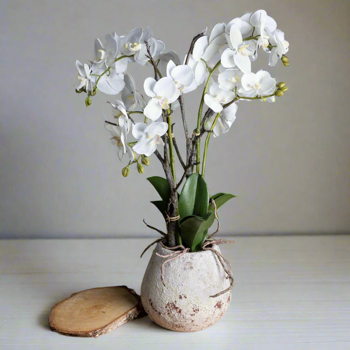 White Phalaenopsis Orchid In Rustic Stone Pot