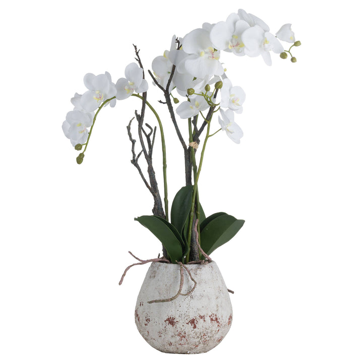 White Phalaenopsis Orchid In Rustic Stone Pot